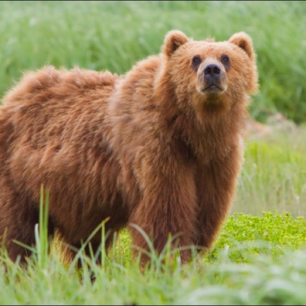 Meet your Posher, Bear